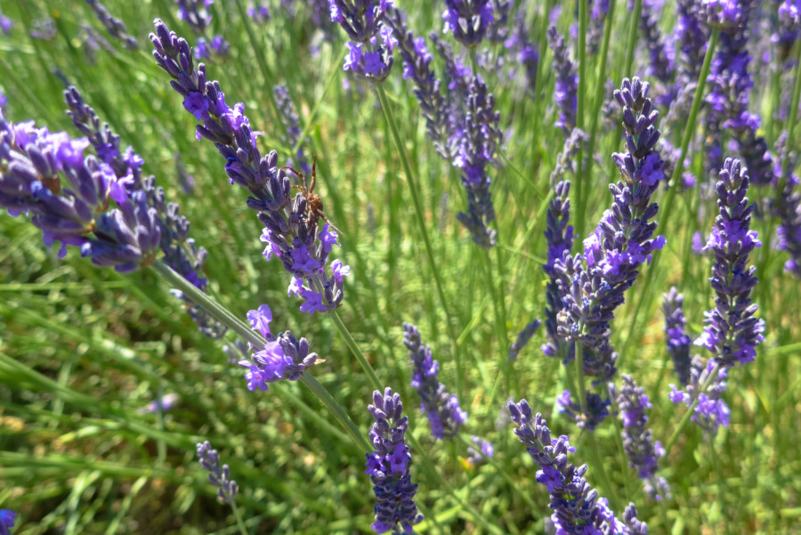 2016 Lavender