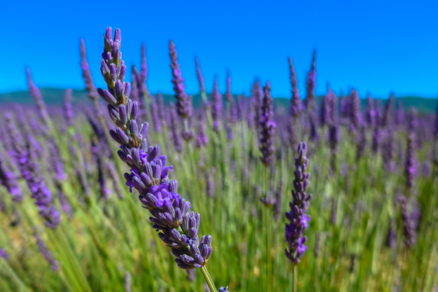 2016 Lavender