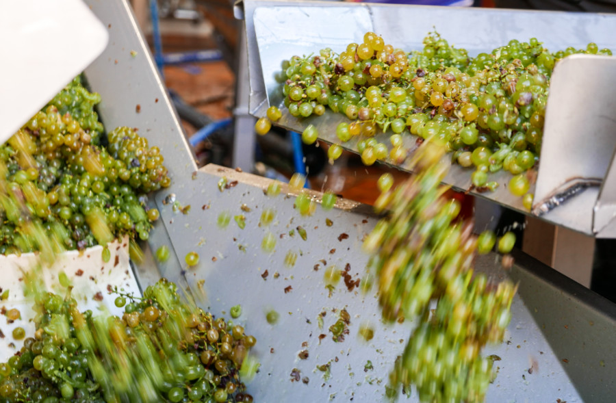 Best Bordeaux Wine Tasting Walking Tour - Process of wine making