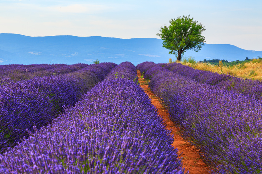 Lavender field summer landscape near Sault France Tours France Off