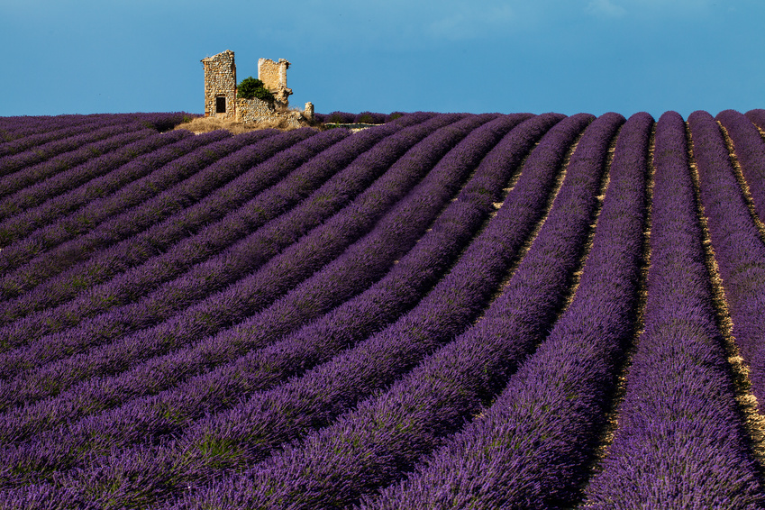 Provence Lavender Tours