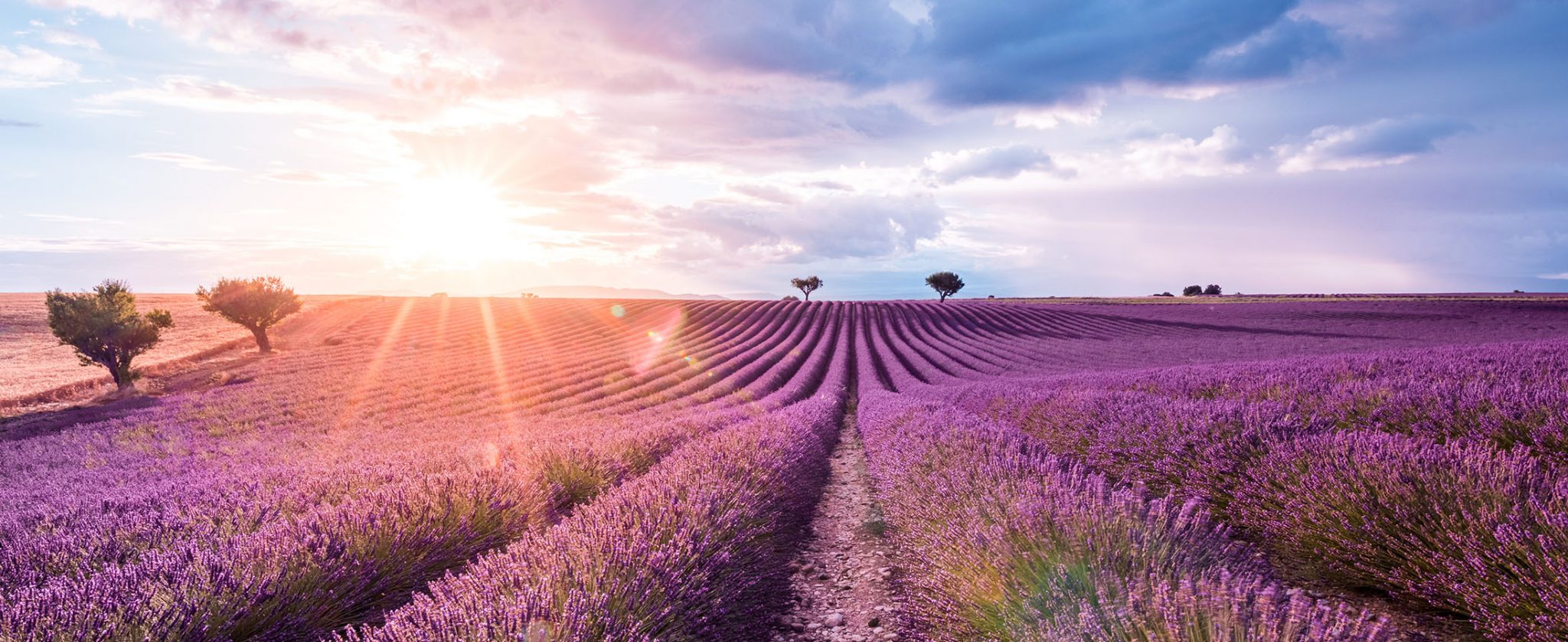 Astonishing lavender fields