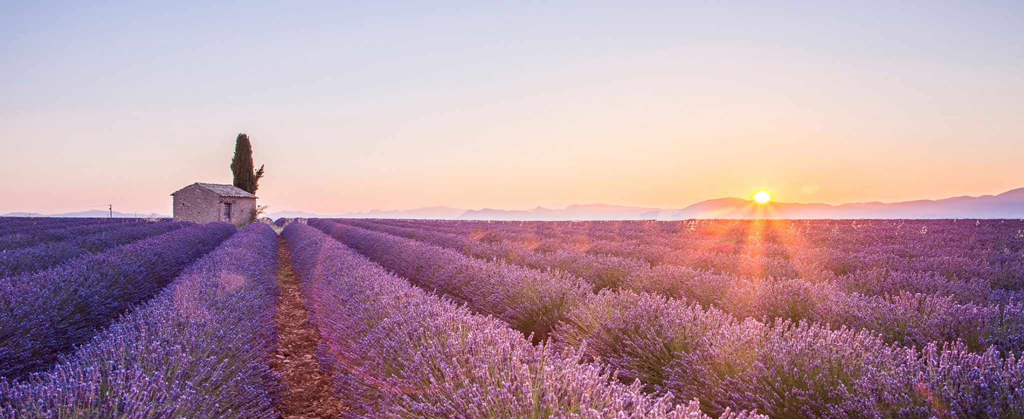 Beautiful scenery of the sunset behind the lavender fields