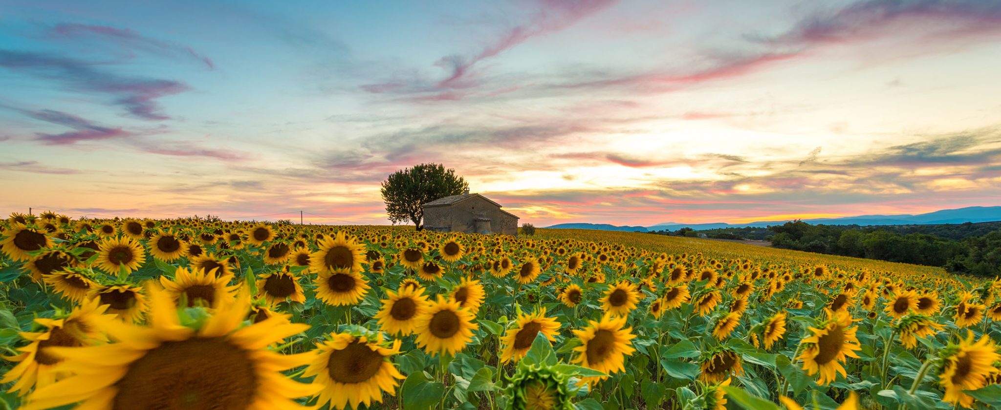 Sunflower field in Provence by FRANCE OFF THE BEATEN PATH™