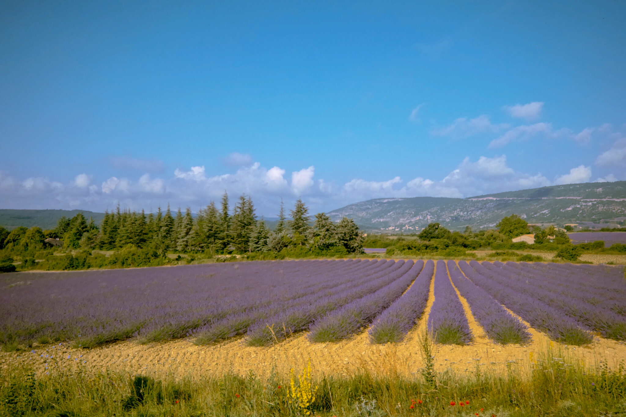 2018-July5-lavender-2