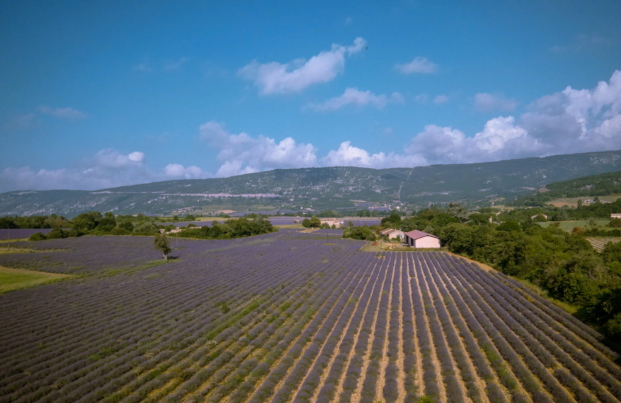 2018-July5-lavender-3