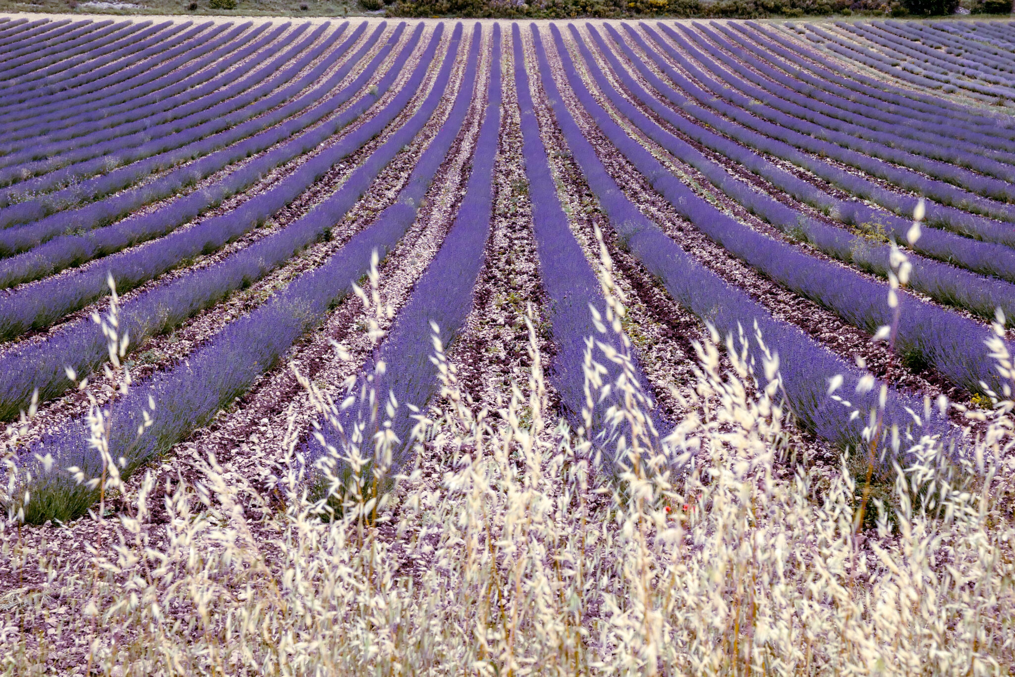 2018-lavenderfield-18