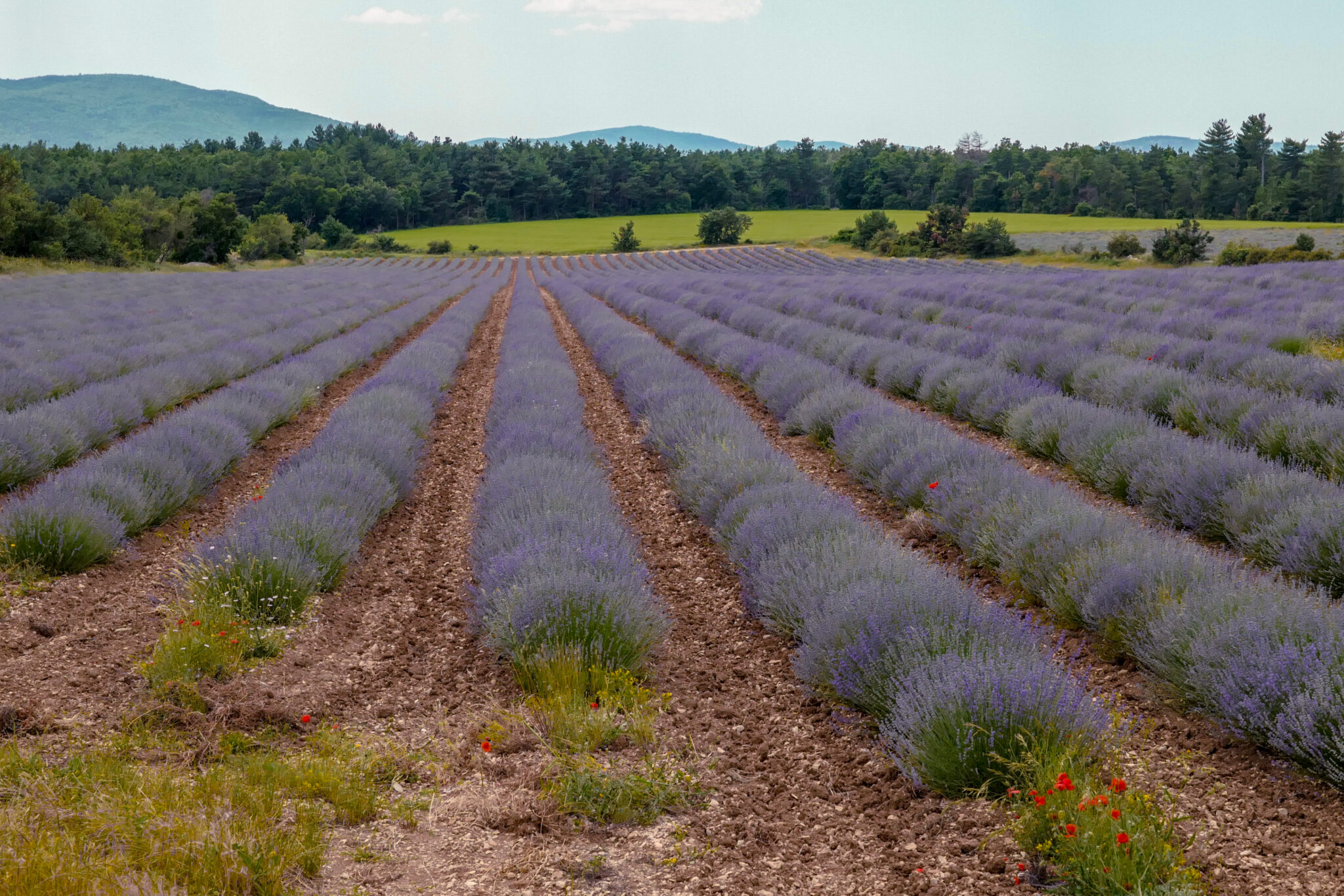 2018-lavenderfield-20