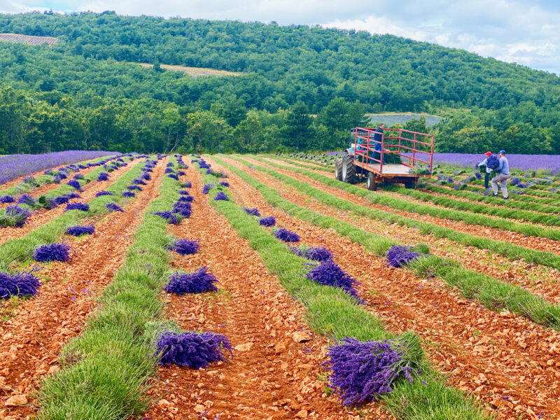 walking through lavender fields in Provence during lavender harvest