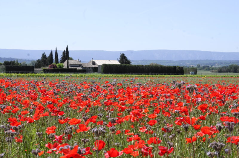 Spring poppies in Provence 