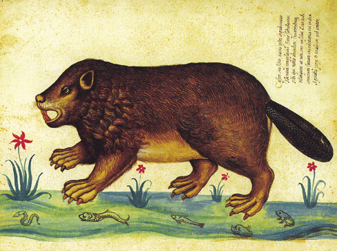 Ulisse Aldrovandi (1522 - 1605)