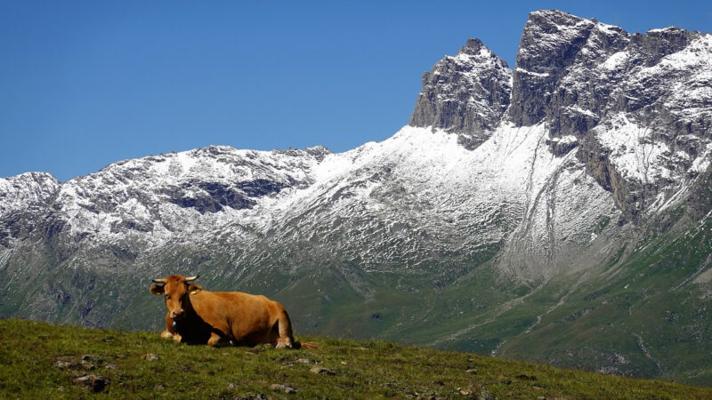 the three breeds of bovines for making milk for raclette