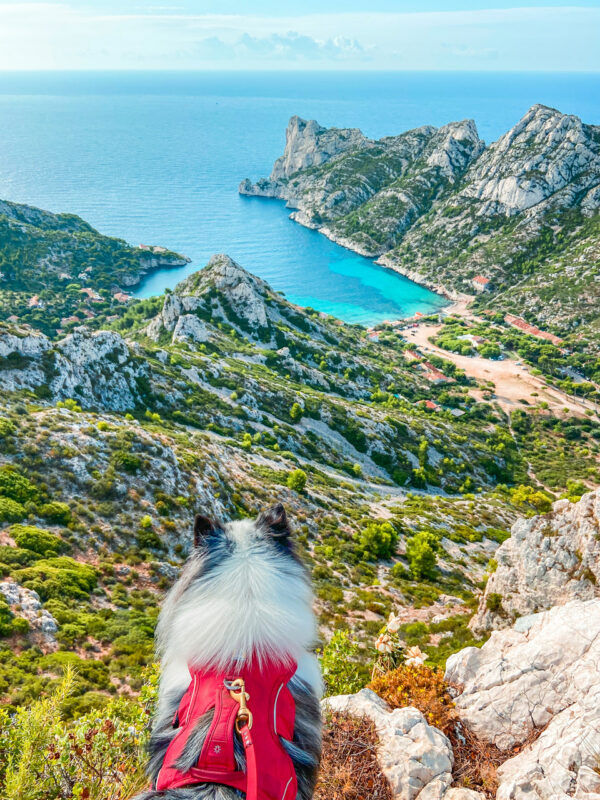 Nova cooling off at Sormiou’s beach. © Chloe Destremau