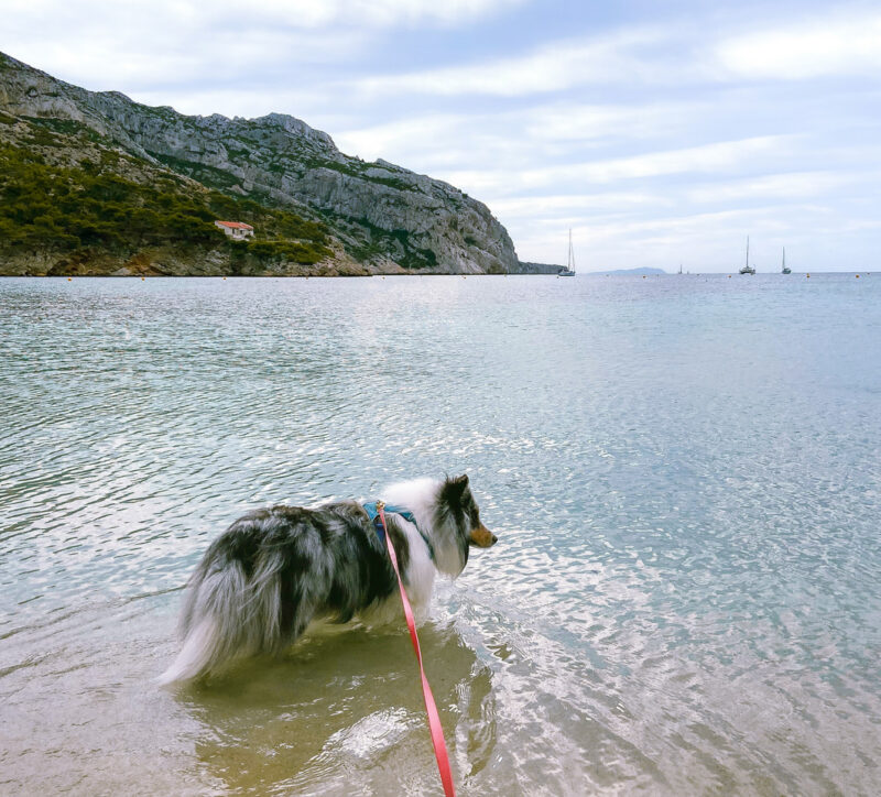 Nova cooling off at Sormiou’s beach. © Chloe Destremau