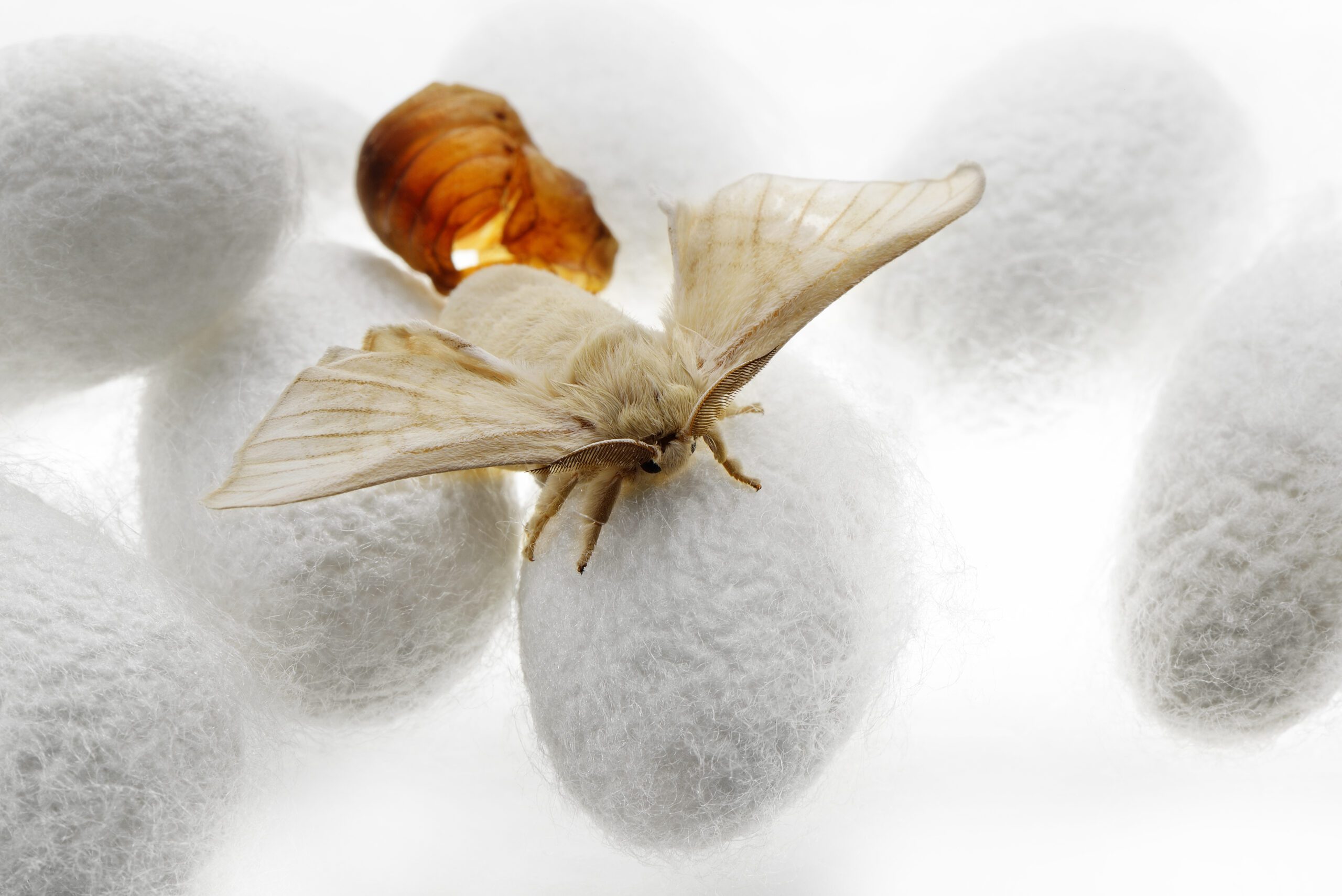 Silk : a Cocoon of Many Fates - Newsletter