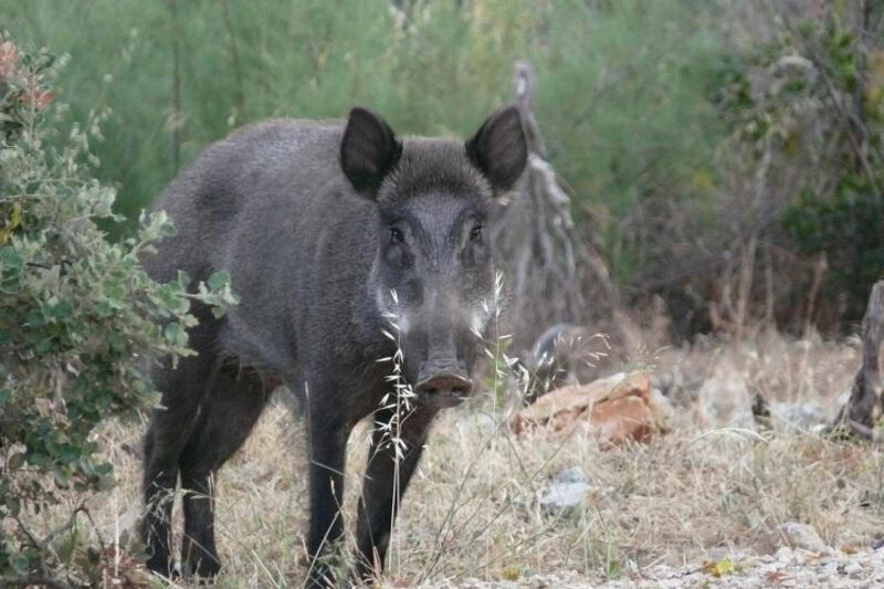 Wild boar at Luminy campus, © Marseille Tourisme