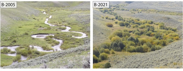 W.J. Ripple et al., The strength of the Yellowstone trophic cascade after wolf reintroduction, Global Ecology and Conservation (2025)